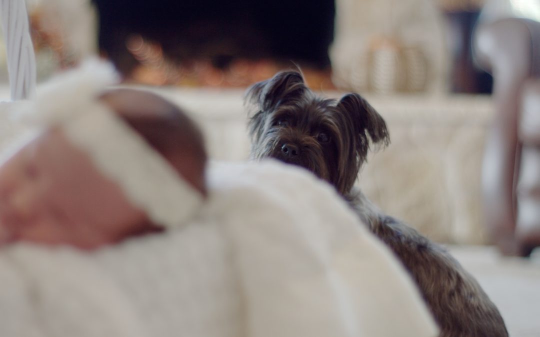 An image of a dog peering curiously over a newborn baby sleeping.